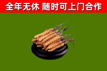 宣汉县回收散虫草