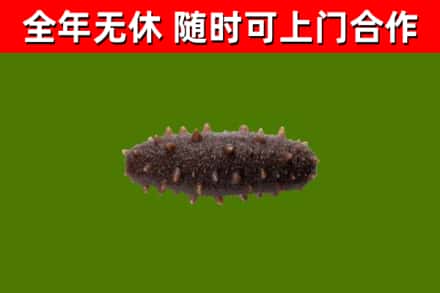 宣汉县回收海参干